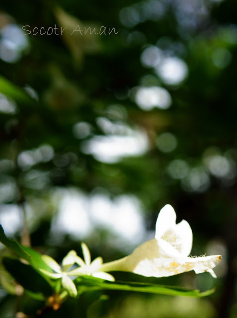 Abelia spathulata