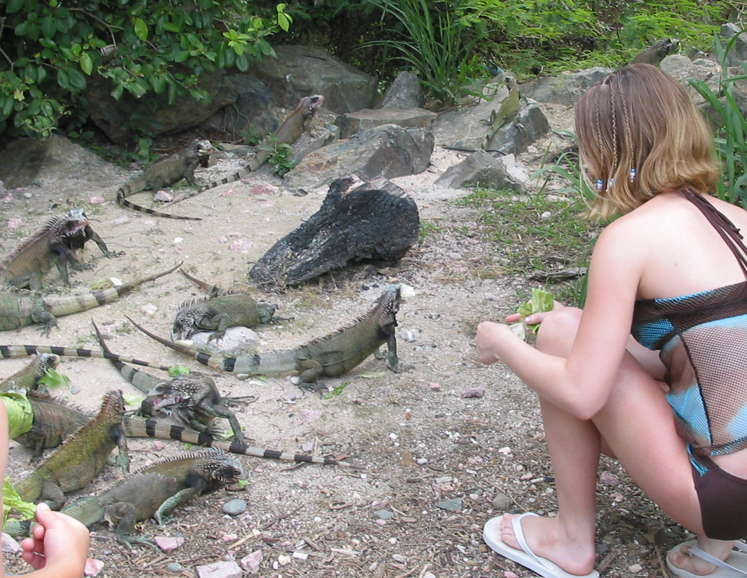 iguana vs cat