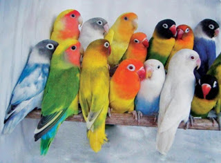 spesies lovebird, warna lovebird, lovebird warna