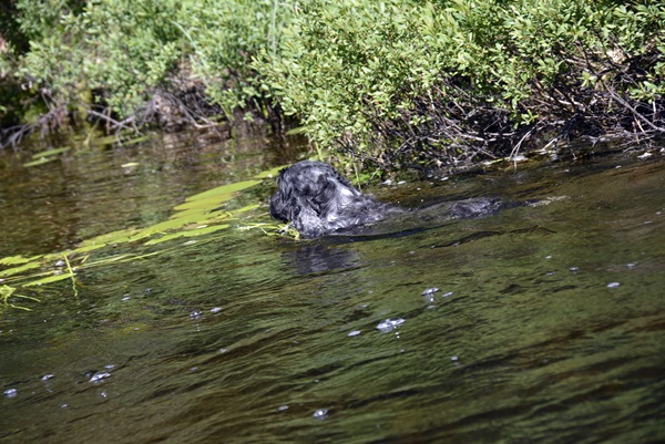 cocker spaniel