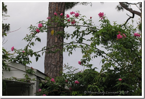 05-17-back-roses2