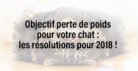  Objectif perte de poids pour votre chat : les résolutions pour 2018 !