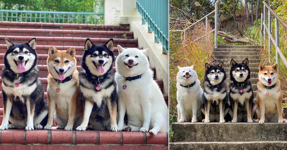 Meet Hina, The Dog Who Manages To Mess-Up Every Single Picture Taken By Her Loving Owners