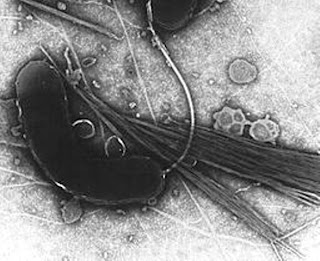  Tiga ilmuwan dari Simon Fraser University menciptakan inovasi yang sanggup membantu merevolusi Pintar Pelajaran Revolusi Pengiriman Antibiotik Pada Vibrio Cholerae