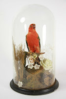 Taxidermy Bird