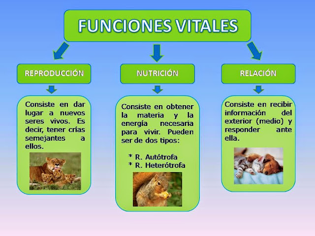 Resultado de imagen para funciones de los seres vivos