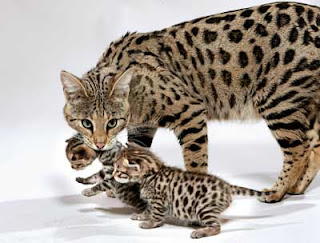 savannah cat pets infomation picture photo animal domestic