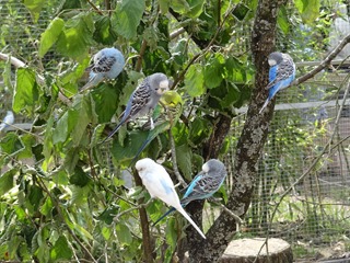 2016.07.31-037 oiseaux d'Australie