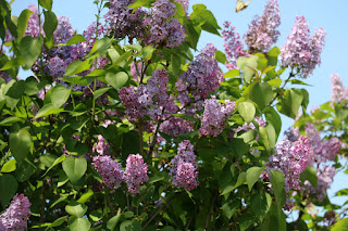 Beautiful lilac