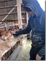 Austin meets a cow