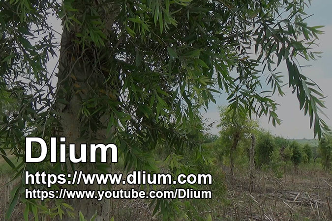 Dlium Paperbark (Melaleuca leucadendra)