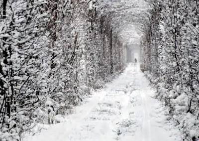 Most beautiful places on earth, Tunnel of love, Ukraine still beautiful with dry leaves during winter