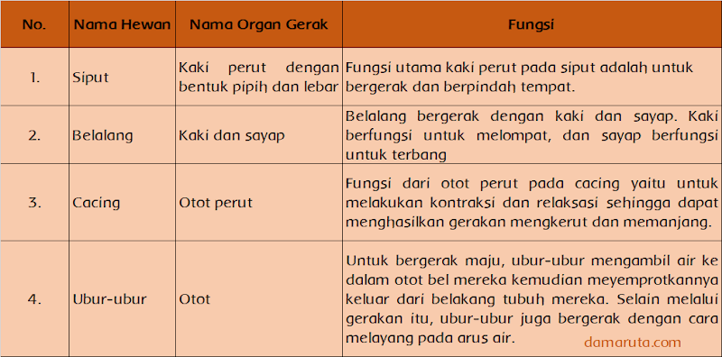 12+ Hewan Avertebrata Memiliki Beberapa Ciri Antara Lain