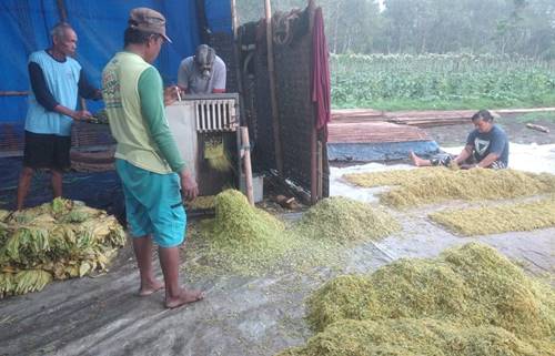 Ribuan Buruh Petani Tembakau Dan Buruh Pabrik Rokok Di Ngawi  Kembali Akan Menerima BLT-DBHCHT 2024, Segini Besarannya