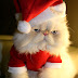 Cute Christmas Animals