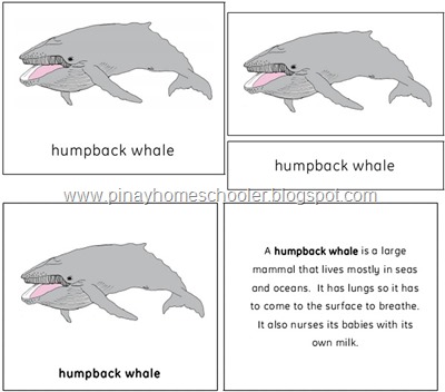 The Whale Preview