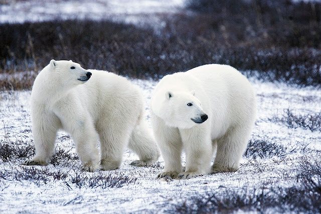 Polar Bear extinction by 2100:Arctic warming