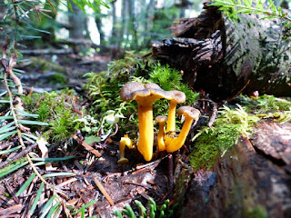 Craterellus tubaeformis - Chanterelle en tube - Craterelle en tube - Chanterelle d'automne