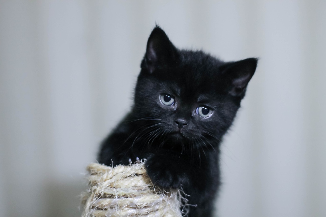 Gambar Kucing Comel Dan Manja Anak Kucing Lucu Dan Paling Cute Sangat Koleksi Viral