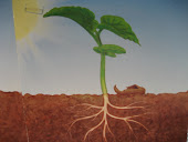 What grows above and below the ground?