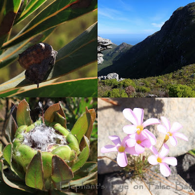 April flowers at Noordhoek Fire Lookout