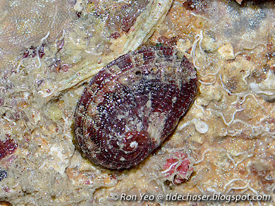 Abalone (Haliotis clathrata)