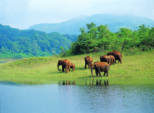 Periyar+wild+life+santuary.jpg (1600×1175)