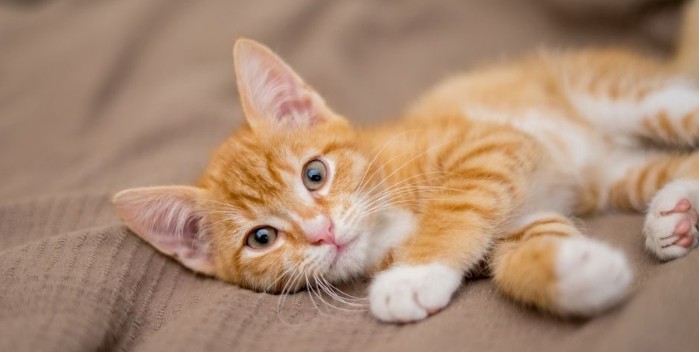 cute cat pictures hd wallpaper download, বিড়ালের পিক, বিড়াল পিক, বিড়াল এর পিক,বিড়ালের ছবি