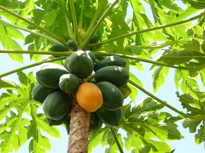 Ocho propiedades y beneficios de la papaya