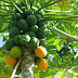 Papaya Cultivation Guide || Advanced cultivation of papaya