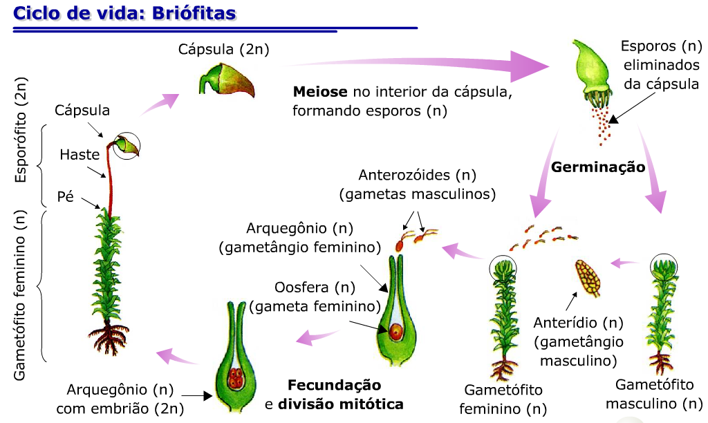 Ciclo reproductivo en briófitas Botánica integra