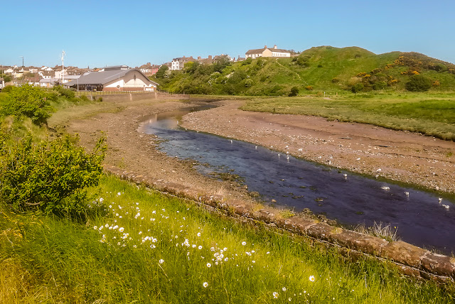 Photo of wildflowers blooming in the sunshine alongside the River Ellen in Maryport