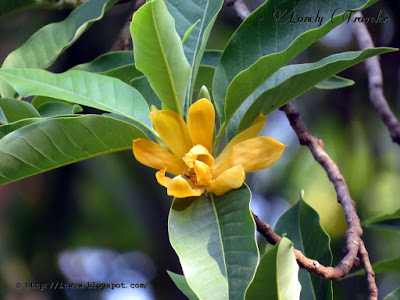 Swarna chapa, Magnolia champaca