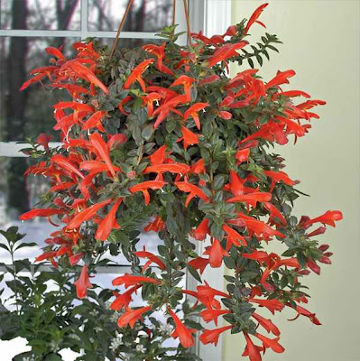 columnea goldfish plant. columnea goldfish plant.