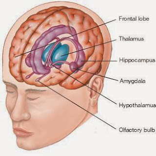 The limbic system 