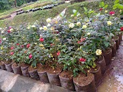 23+ Jual Bunga Hidup, Inspirasi Penting!