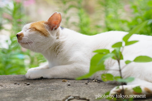 猫写真