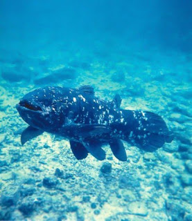  belum berubah secara fundamental semenjak masa devonian  Pintar Pelajaran Keanekaragaman Genetik Fosil Hidup, Ikan Raja Laut “Coelacanth”