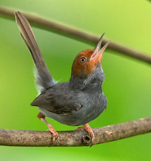 Suara burung prenjak kepala merah vietnam gacor