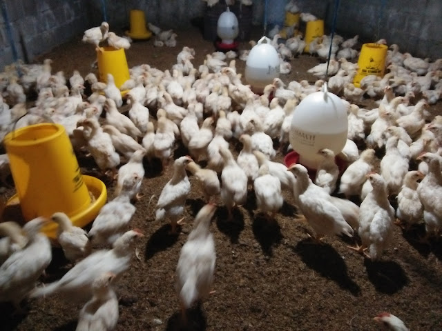 Jual-ayam-pejantan-jogja-jual-ayam-jawa-super-jogja-joper-jogja-ayam-pejantan-jogja-jual-daging-ayam-pejantan-jogja-supplier-ayam-pejantan-jogja-harga-daging