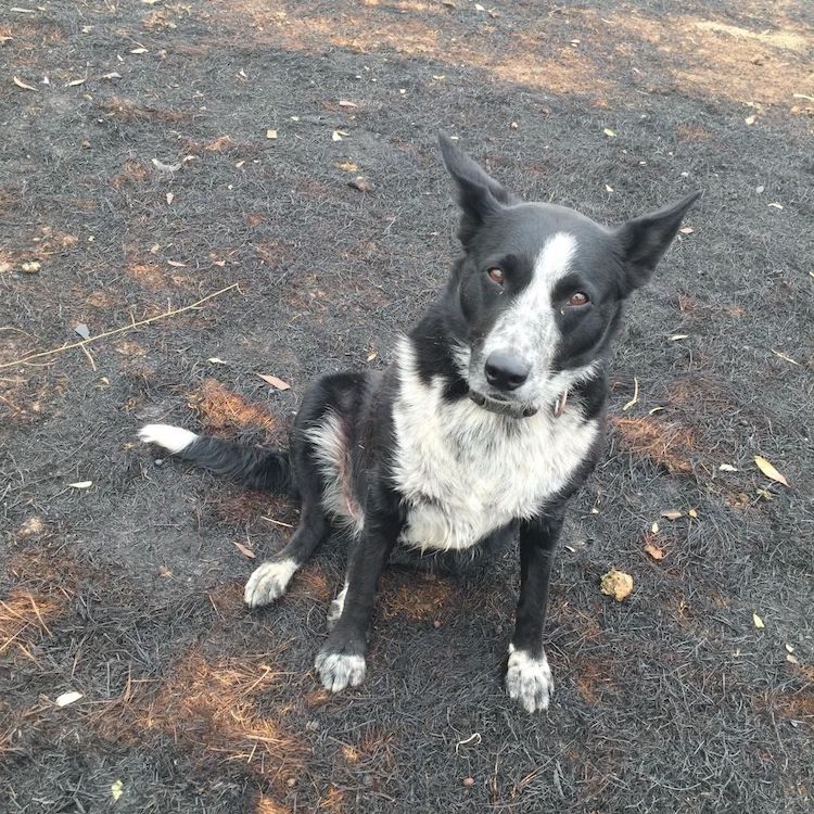 Patsi, A Brave Dog, Rescued 900 Sheep From The Deadly Flames In Australia