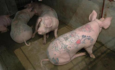 Pig Tattoos