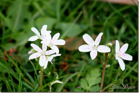 SpringBeauties