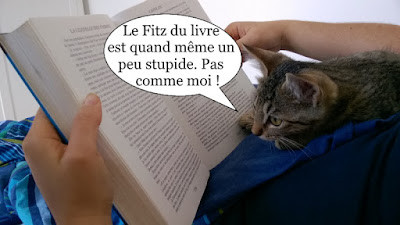 Chaton gris en train de lire un roman de Robin Hobb.