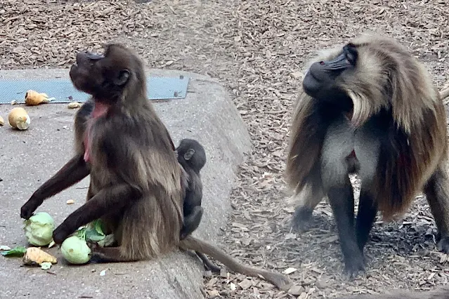 An alpha male baboon, a female and a baby at Colchester Zoo