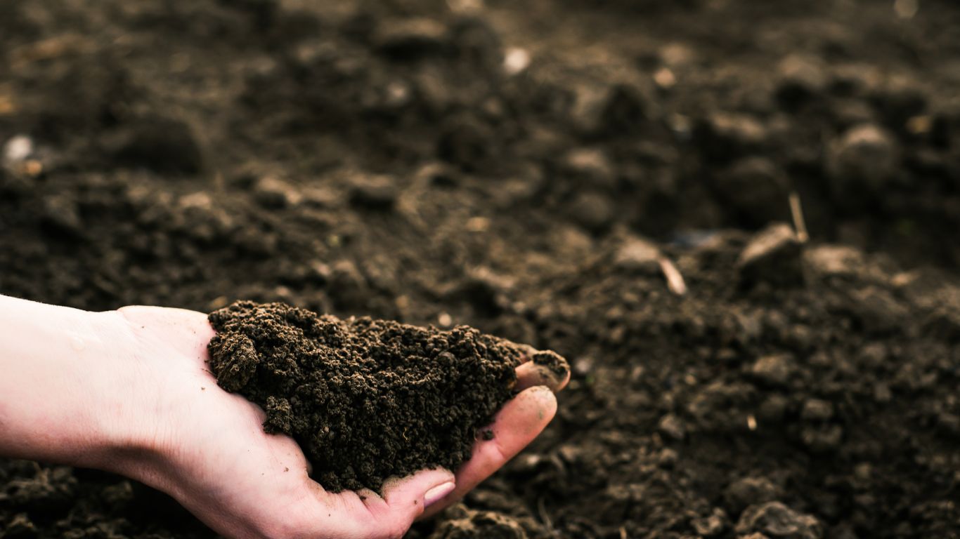 The crux of "building up" the soil lies in fostering robust root systems. A soil rich in organic matter and well-structured provides the platform for plants to reach their full potential.