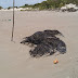 PF entra no caso sobre as manchas de óleo, mas praias estão livres para uso