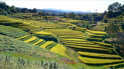 下赤阪の棚田(南河内郡千早赤阪村)(２０１７年)