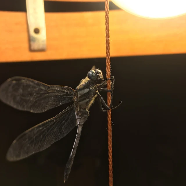 Too beautiful Japanese insects Posting photos of wild dragonflies Beautiful photos of flying insects Beautiful photos of insects