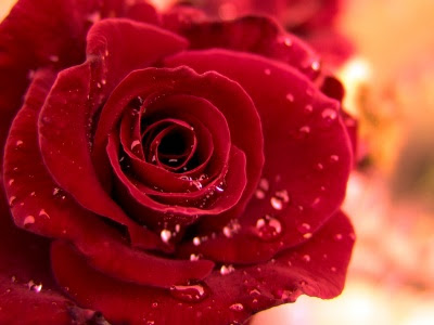 10. Red Rose Hd Wallpaper On Valentines Day 2014